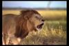 [IMAX - Africa] African Lion (Panthera leo) male
