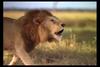[IMAX - Africa] African Lion (Panthera leo) male