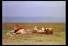 [IMAX - Africa] African Lion (Panthera leo) males