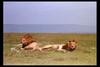 [IMAX - Africa] African Lion (Panthera leo) males