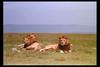 [IMAX - Africa] African Lion (Panthera leo) males