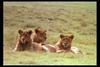 [IMAX - Africa] African Lion (Panthera leo) lioness