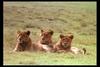 [IMAX - Africa] African Lion (Panthera leo) lioness