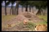 [IMAX - Africa] African Lion (Panthera leo) cubs