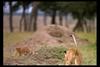 [IMAX - Africa] African Lion (Panthera leo) cubs