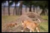 [IMAX - Africa] African Lion (Panthera leo) cubs