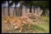 [IMAX - Africa] African Lion (Panthera leo) cubs