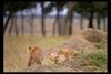 [IMAX - Africa] African Lion (Panthera leo) cubs