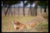 [IMAX - Africa] African Lion (Panthera leo) cubs