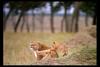 [IMAX - Africa] African Lion (Panthera leo) cubs