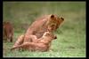 [IMAX - Africa] African Lion (Panthera leo) cubs