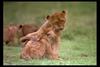 [IMAX - Africa] African Lion (Panthera leo) cubs