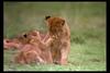 [IMAX - Africa] African Lion (Panthera leo) cubs