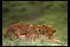 [IMAX - Africa] African Lion (Panthera leo) cubs