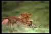 [IMAX - Africa] African Lion (Panthera leo) cubs