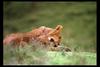 [IMAX - Africa] African Lion (Panthera leo) cubs