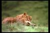 [IMAX - Africa] African Lion (Panthera leo) cubs