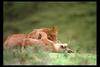 [IMAX - Africa] African Lion (Panthera leo) cubs