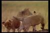 [IMAX - Africa] African Lion (Panthera leo) cubs