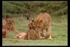 [IMAX - Africa] African Lion (Panthera leo) cubs