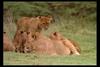 [IMAX - Africa] African Lion (Panthera leo) cubs