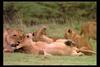 [IMAX - Africa] African Lion (Panthera leo) cubs