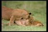 [IMAX - Africa] African Lion (Panthera leo) cubs