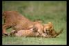 [IMAX - Africa] African Lion (Panthera leo) cubs