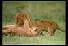 [IMAX - Africa] African Lion (Panthera leo) cubs