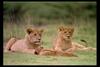 [IMAX - Africa] African Lions (Panthera leo)