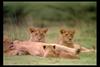 [IMAX - Africa] African Lions (Panthera leo)