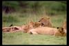 [IMAX - Africa] African Lions (Panthera leo)