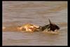 [IMAX - Africa] Nile Crocodile (Crocodylus niloticus) hunting gnu