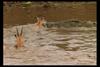 [IMAX - Africa] Nile Crocodile (Crocodylus niloticus) hunting antelope