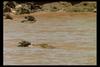 [IMAX - Africa] Nile Crocodile (Crocodylus niloticus) hunting Gnu