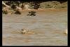 [IMAX - Africa] Nile Crocodile (Crocodylus niloticus) hunting Gnu