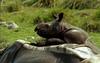 [Wildlife Vidcaps] mm Indian Rhinos 01 Mother & Child