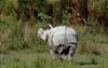 [Wildlife Vidcaps] mm Indian Rhinos 05