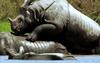[Wildlife Vidcaps] mm Indian Rhinos 14 Mating