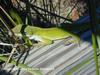 Green Anole (Anolis carolinensis)