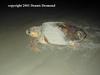 Loggerhead Sea Turtle (Caretta caretta)