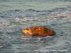 Loggerhead Sea Turtle (Caretta caretta)