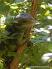 Prehensile-tailed Skink (Corucia zebrata)