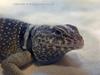 Great Basin Collared Lizard (Crotaphytus bicinctores)