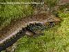 Blue-speckled Forest Skink (Eulamprus murrayi)