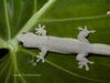 House Gecko / Dubious Dtella (Eulamprus murrayi)