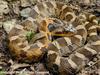 Eastern Hognose Snake (Heterodon platirhinos)