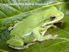 American Green Treefrog (Hyla cinerea)