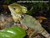 Boyd's Forest Dragon (Hypsilurus boydii)