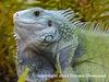 Green Iguana (Iguana iguana)